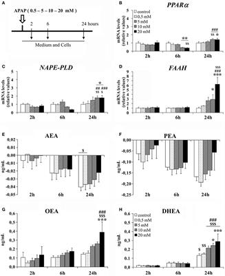 jnk vía obesidad y diabetes